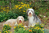 DOG 01 CE0078 01
Two Bearded Collies Sitting In Garden Among Yellow Flowers