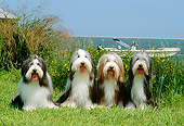 DOG 01 CE0079 01
Four Bearded Collies Sitting On Grass By Tall Grass Boat Water Blue Sky