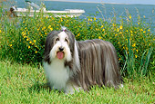 DOG 01 CE0080 01
Bearded Collie Standing On Grass By Yellow Flowers Boat Water Blue Sky