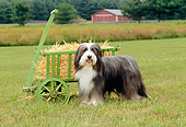 DOG 01 CE0081 01
Bearded Collie Standing In Field By Hay Cart On Farm