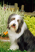 DOG 01 CE0082 01
Bearded Collie Sitting In Garden By Ornamental Grasses