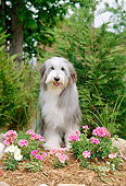 DOG 01 CE0083 01
Bearded Collie Sitting In Garden By Pink And White Flowers