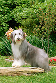 DOG 01 CE0084 01
Bearded Collie Standing On Log In Garden By Flowers And Shrubs