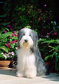 DOG 01 CE0085 01
Bearded Collie Sitting On Patio By Flowers And Ferns