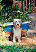 DOG 01 CE0086 01
Wet Bearded Collie Sitting By On Sand By Old Rowboat And Tall Grass