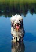 DOG 01 CE0087 01
Wet Bearded Collie Standing In Water