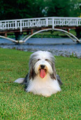 DOG 01 CE0088 01
Bearded Collie Laying On Grass By River And Bridge