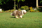 DOG 01 CE0089 01
Bearded Collie Running On Grass By Trees And Yellow Flowers