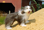 DOG 01 CE0090 01
Bearded Collie Standing In Wind On Sand Hill By Red Boathouse