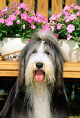DOG 01 CE0091 01
Head Shot Of Bearded Collie Sitting By Pink Flowers