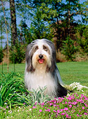 DOG 01 CE0092 01
Bearded Collie Sitting On Grass By Pink Flowers And Trees
