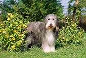 DOG 01 CE0093 01
Bearded Collie Standing On Grass By Yellow Flowering Shrubs And Trees