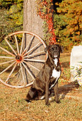 DOG 01 CE0095 01
Boxer Sitting On Grass By Tree And Wagon Wheel