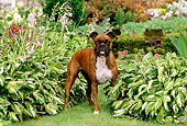 DOG 01 CE0096 01
Boxer Standing On Grass By Hostas In Garden