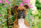 DOG 01 CE0097 01
Head Shot Of Boxer Sitting In Garden