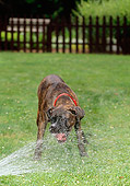 DOG 01 CE0098 01
Boxer Standing On Grass Drinking Water From Hose