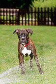 DOG 01 CE0099 01
Boxer Standing On Grass By Hose