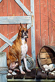 DOG 01 CE0100 01
Boxer Sitting On Dock By Boathouse And Basket