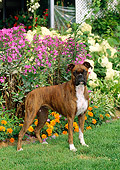 DOG 01 CE0101 01
Boxer Standing On Grass By By Flower Garden