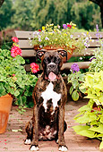 DOG 01 CE0102 01
Boxer Standing On Grass By Flowers