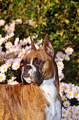 DOG 01 CE0106 01
Shoulder Shot Of Boxer Standing By Flowers And Shrubs