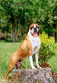 DOG 01 CE0108 01
Boxer Standing On Tree Stump By Field And Trees