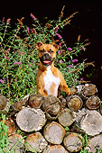 DOG 01 CE0109 01
Boxer Standing Behind Woodpile By Foliage