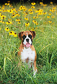 DOG 01 CE0110 01
Boxer Sitting In Field Of Yellow Flowers