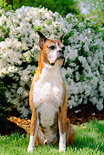 DOG 01 CE0112 01
Boxer Sitting On Grass By White Flowering Shrub