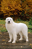 DOG 01 CE0113 01
Great Pyrenees Puppy Standing On Bridge By Autumn Trees