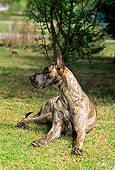 DOG 01 CE0114 01
Great Dane Laying On Grass By Shrub