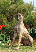 DOG 01 CE0115 01
Great Dane Sitting On Grass By Flowers And Tree