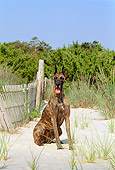 DOG 01 CE0116 01
Great Dane Sitting On Sand By Fence Grass Trees Blue Sky