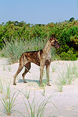 DOG 01 CE0117 01
Great Dane Standing On Sand By Grass Trees Blue Sky