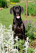 DOG 01 CE0119 01
Great Dane Sitting Among Flowers In Garden