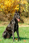 DOG 01 CE0120 01
Great Dane Sitting On Grass By Autumn Shrub