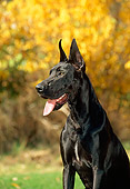 DOG 01 CE0121 01
Great Dane Sitting On Grass By Autumn Shrub
