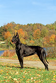 DOG 01 CE0122 01
Great Dane Standing On Grass By Path Lake Blue Sky And Autumn Trees