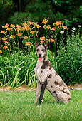 DOG 01 CE0124 01
Blue Merle Great Dane Sitting On Grass By Flowers