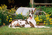 DOG 01 CE0125 01
Harlequin Great Dane Laying On Grass By Yellow Flowers And Wheelbarrow