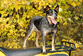 DOG 01 CE0126 01
Australian Cattle Dog Standing On ATV By Trees