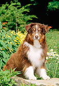 DOG 01 CE0127 01
Australian Shepherd Sitting On Stone Bench By Flowers