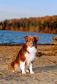 DOG 01 CE0129 01
Australian Shepherd Sitting On Beach By Lake Trees Blue Sky