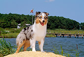 DOG 01 CE0130 01
Australian Shepherd Standing On Dune By Water Trees Blue Sky