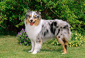 DOG 01 CE0131 01
Australian Shepherd Standing On Grass By Flowers And Shrubs