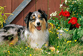 DOG 01 CE0132 01
Australian Shepherd Laying On Grass By Red Barn