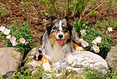 DOG 01 CE0133 01
Australian Shepherd Laying On Rock By Flowers