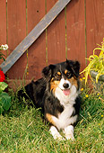 DOG 01 CE0137 01
Australian Shepherd Laying On Grass By Red Barn
