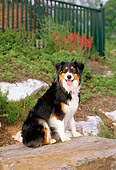 DOG 01 CE0138 01
Australian Shepherd Sitting On Boulder By Flowers And Fence