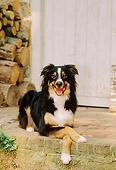 DOG 01 CE0139 01
Australian Shepherd Laying On Brick Porch By Woodpile And Door